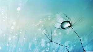 Dewdrop (Small)