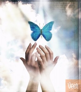 butterfly-8056