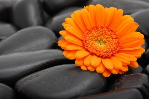 flower-on-rocks-digital-canvases